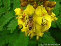 /album/acacia-la-formula-8-3/images-2-jpg/